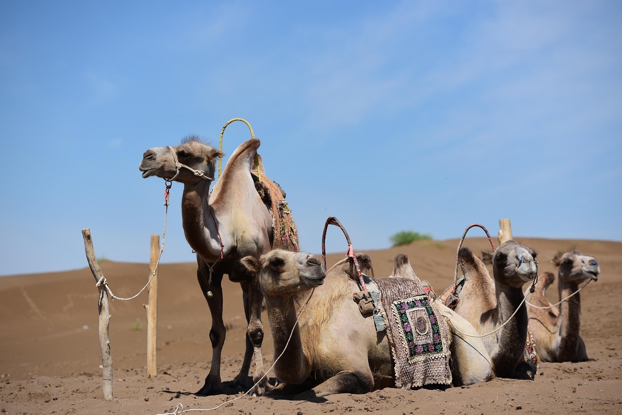 12-Day Silk Road tour: Xi'an-Zhangye-Dunhuang-Turpan-Urumuqi Kashg